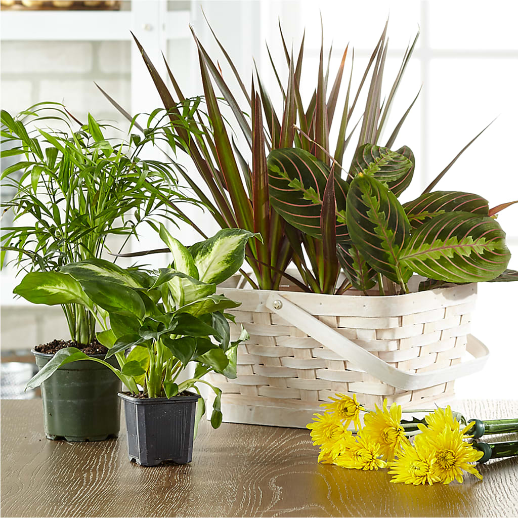 Florist Designed Blooming and Green Plants in a Basket – MOSER'S SUPERMARKET, Columbia MO