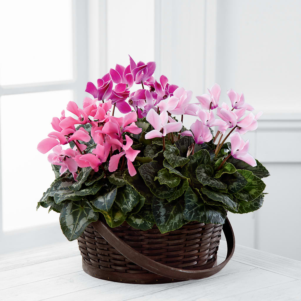 Mixed Cyclamen Planter – MOSER'S SUPERMARKET, Columbia MO