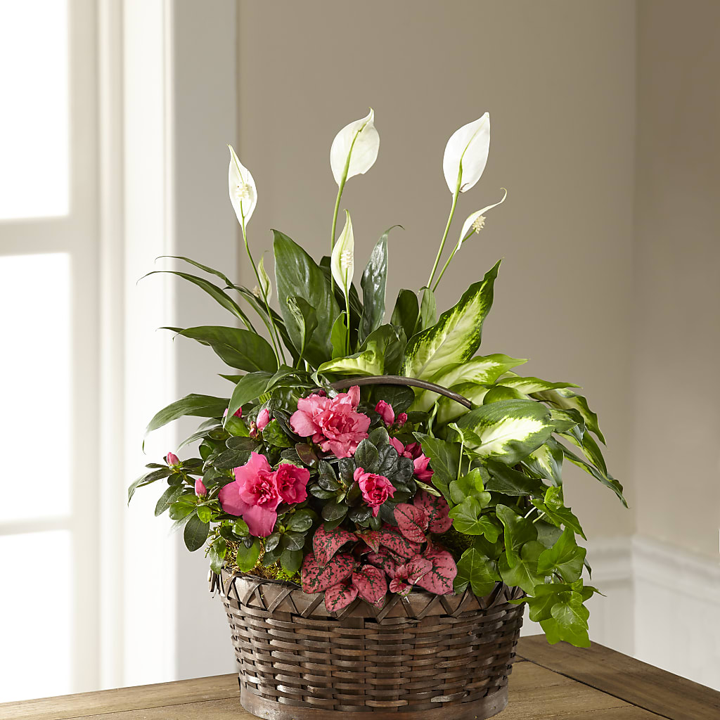Dream in Pink Dishgarden – MOSER'S SUPERMARKET, Columbia MO