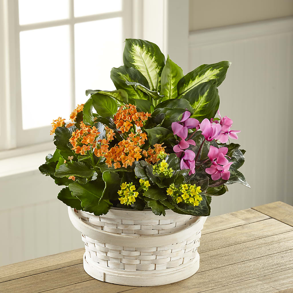 Color Crush Dishgarden – MOSER'S SUPERMARKET, Columbia MO