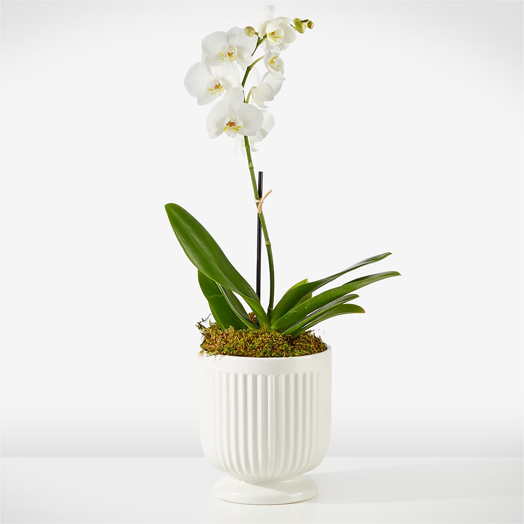 Whispering White Orchid – MOSER'S SUPERMARKET, Columbia MO