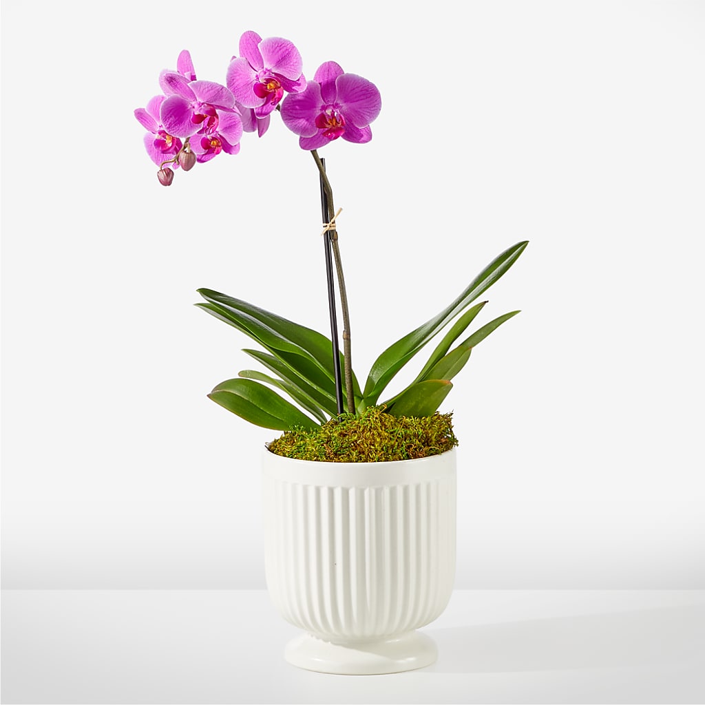 Friendly Fuchsia Orchid – MOSER'S SUPERMARKET, Columbia MO