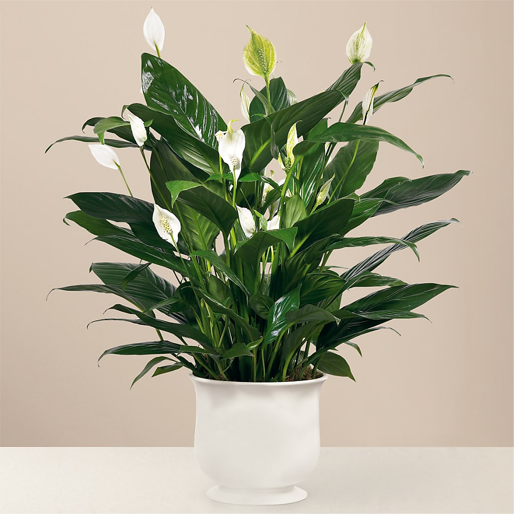 Comfort Planter – MOSER'S SUPERMARKET, Columbia MO