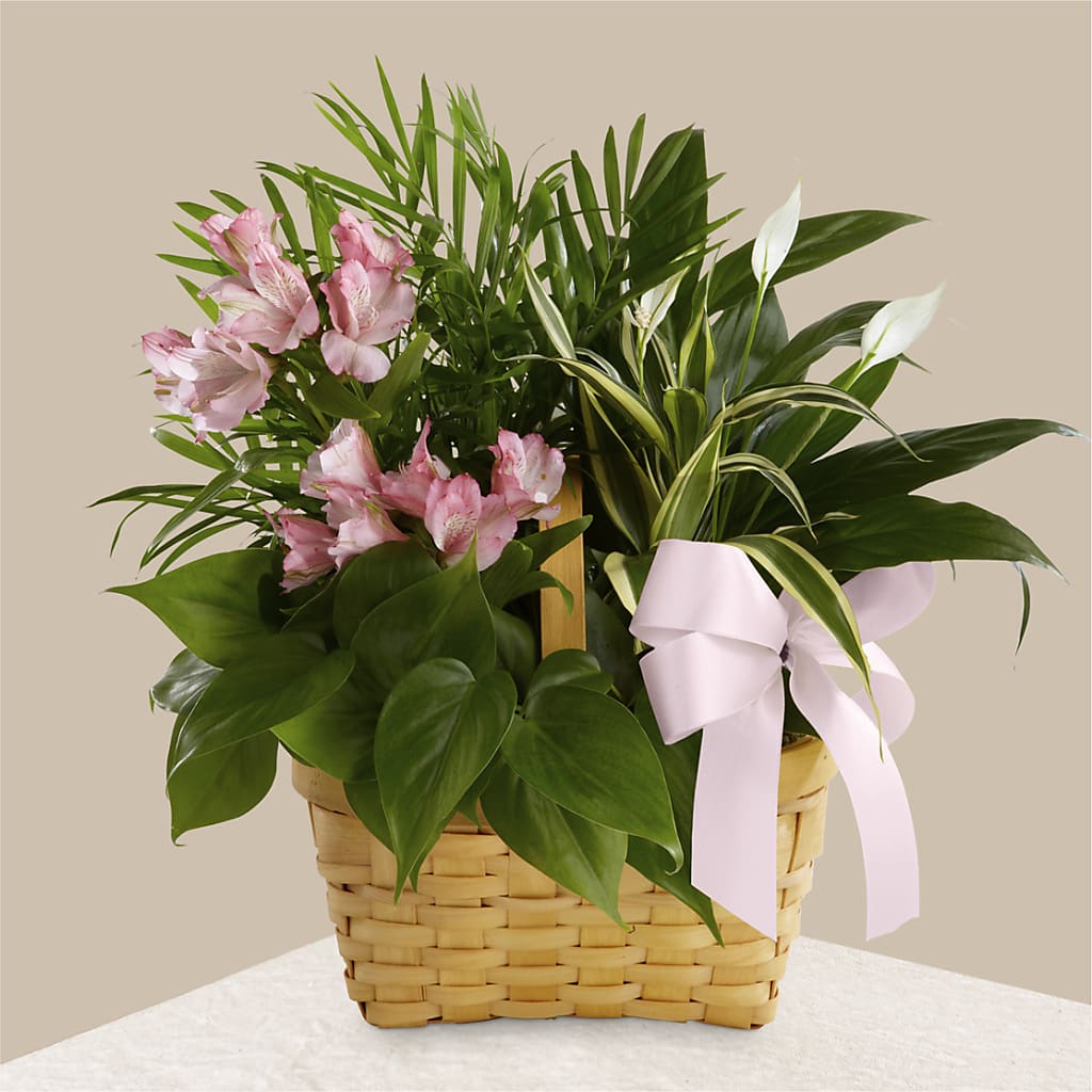 Living Spirit Dishgarden – MOSER'S SUPERMARKET, Columbia MO