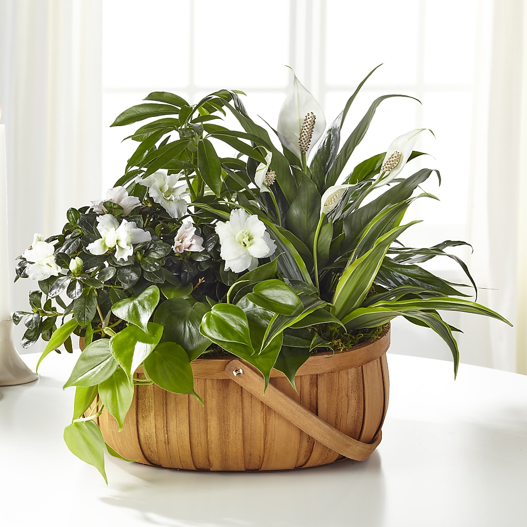 Serene Dishgarden – MOSER'S SUPERMARKET, Columbia MO