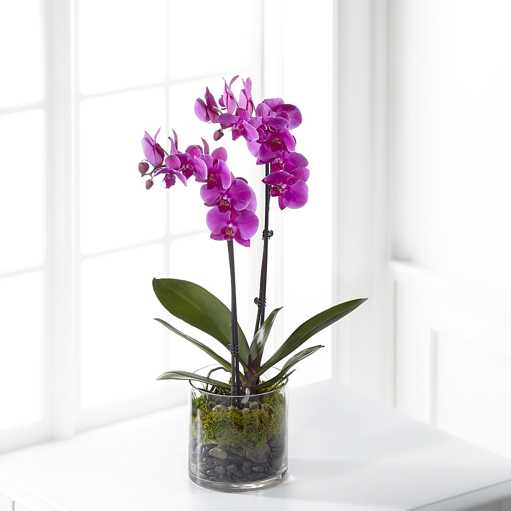 Pink Orchid Plant – MOSER'S SUPERMARKET, Columbia MO