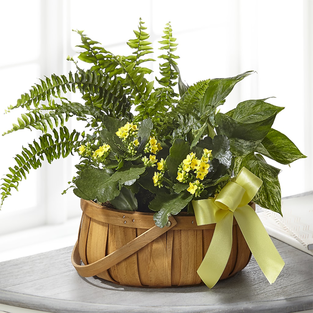 Always Dear Dishgarden – MOSER'S SUPERMARKET, Columbia MO