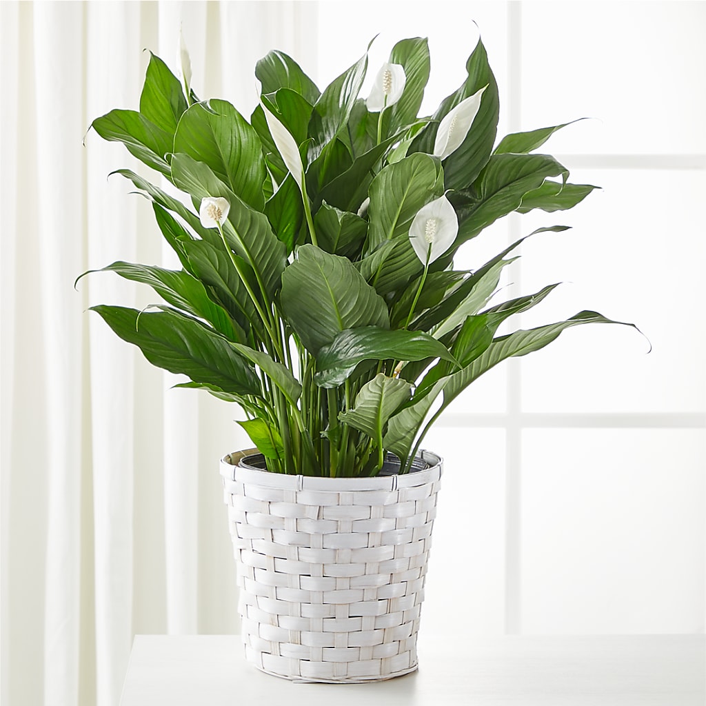 A New Leaf Peace Lily – MOSER'S SUPERMARKET, Columbia MO
