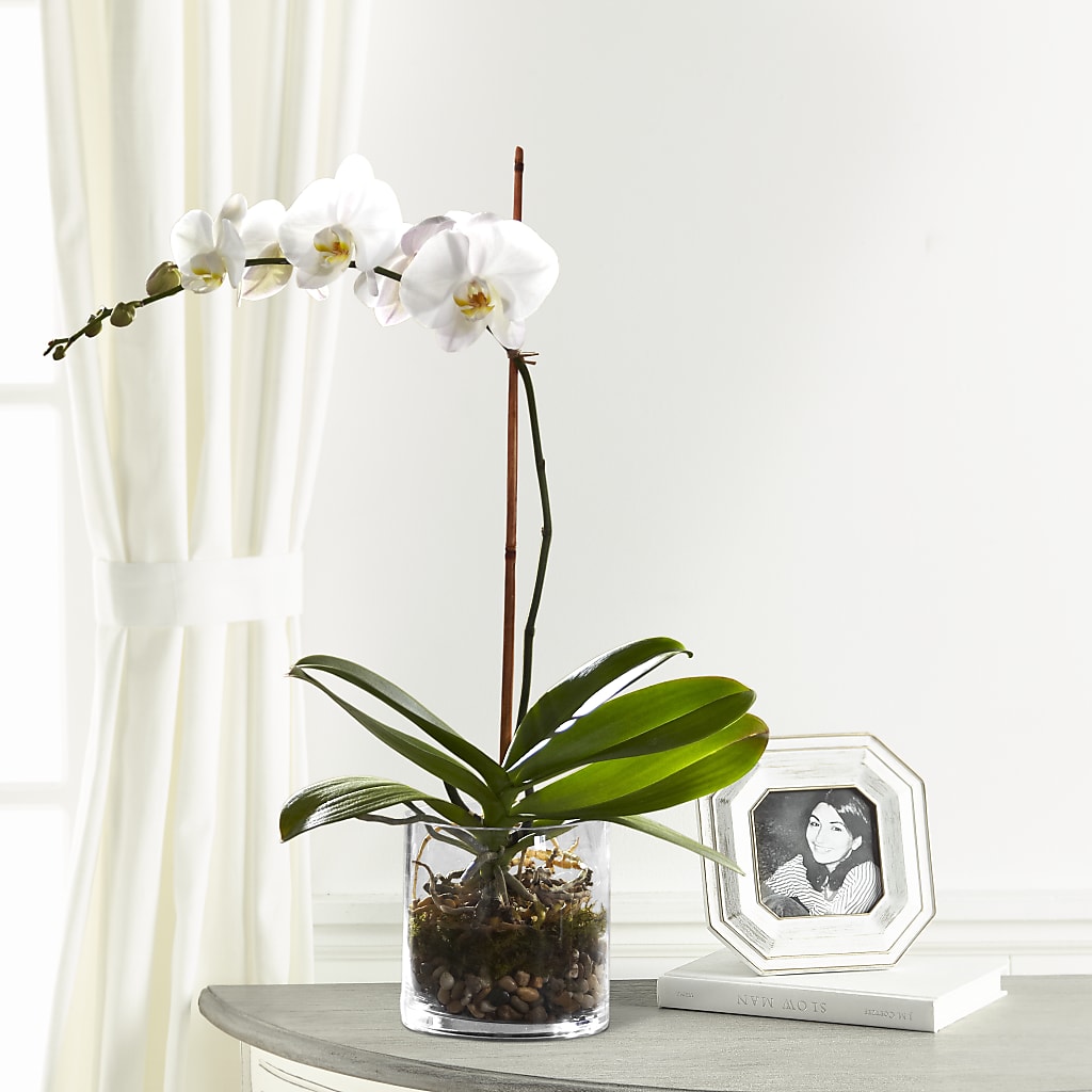 White Orchid Planter – MOSER'S SUPERMARKET, Columbia MO