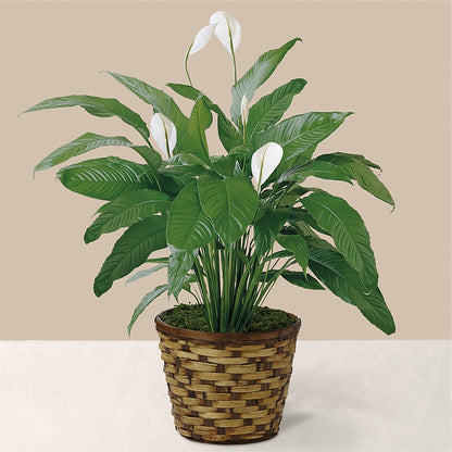 Tranquil Moments Peace Lily Plant – MOSER'S SUPERMARKET, Columbia MO