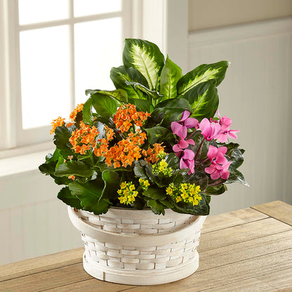 Color Crush Dishgarden – MOSER'S SUPERMARKET, Columbia MO