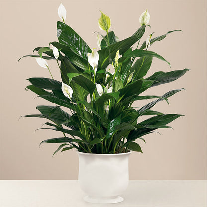 Comfort Planter – MOSER'S SUPERMARKET, Columbia MO