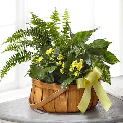 Always Dear Dishgarden – MOSER'S SUPERMARKET, Columbia MO