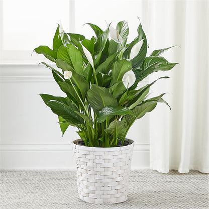 A New Leaf Peace Lily – MOSER'S SUPERMARKET, Columbia MO