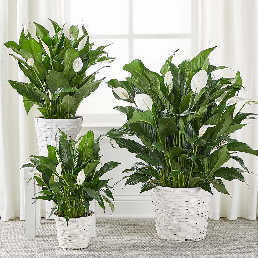 A New Leaf Peace Lily – MOSER'S SUPERMARKET, Columbia MO