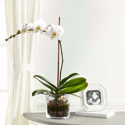 White Orchid Planter – MOSER'S SUPERMARKET, Columbia MO