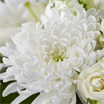 Classic Ivory – A Florist Original – MOSER'S SUPERMARKET, Columbia MO