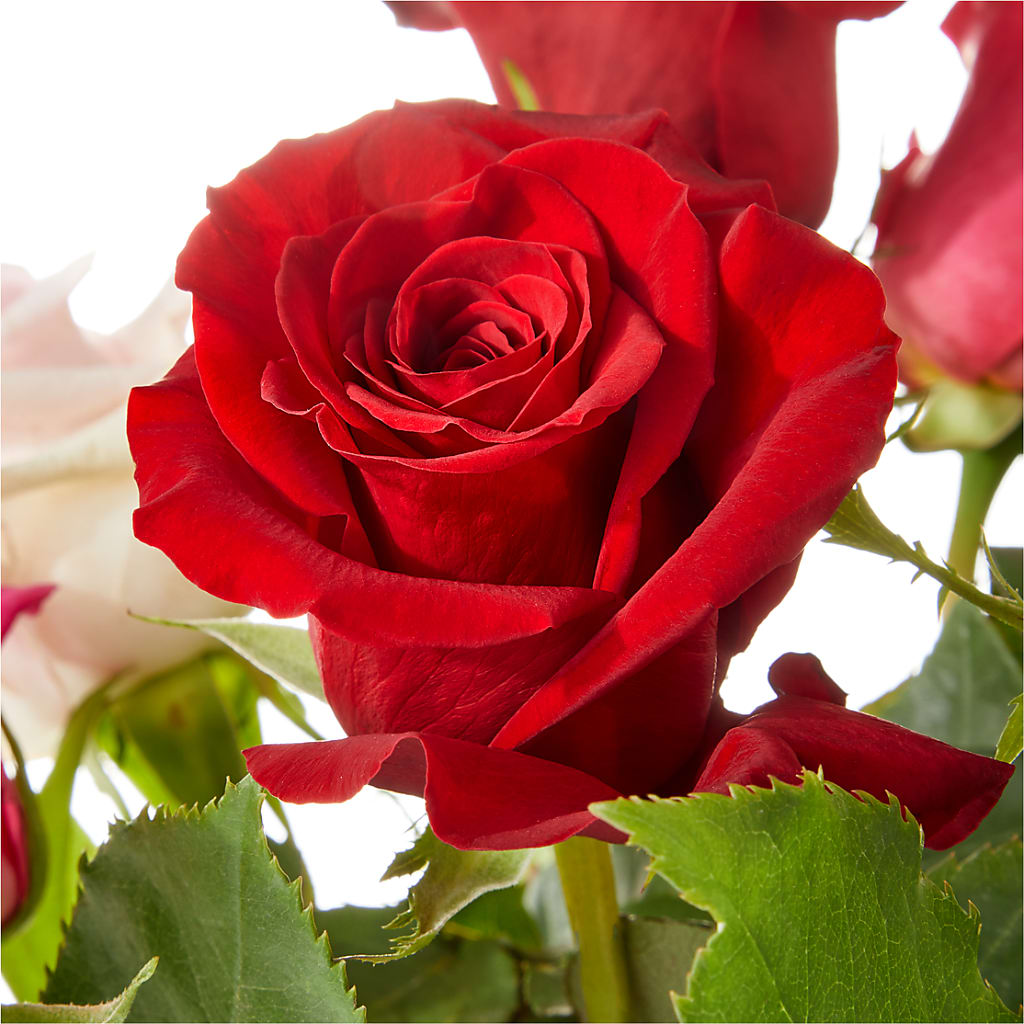 Love Notes Rose Bouquet – MOSER'S SUPERMARKET, Columbia MO